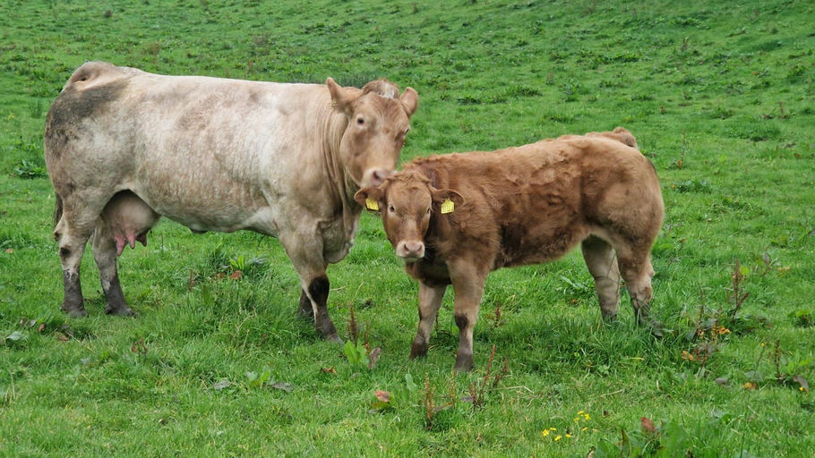 CLADDAGH MCCABE (ET) Picture 13