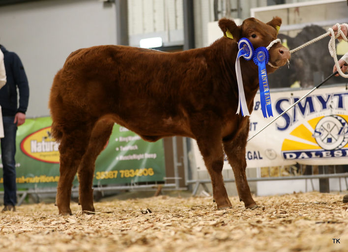 CLADDAGH MCCABE (ET) Picture 1