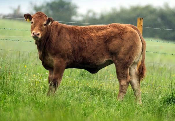 Sterling sired heifer calf