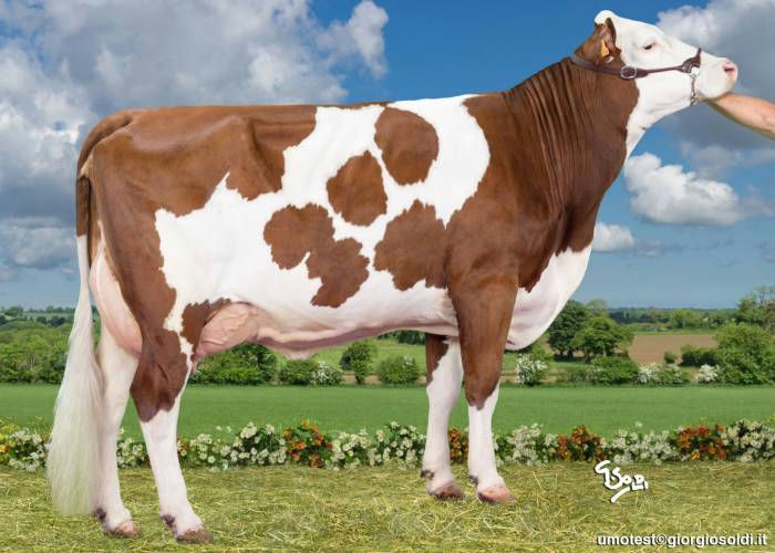 MO4146 Ilanne daughter