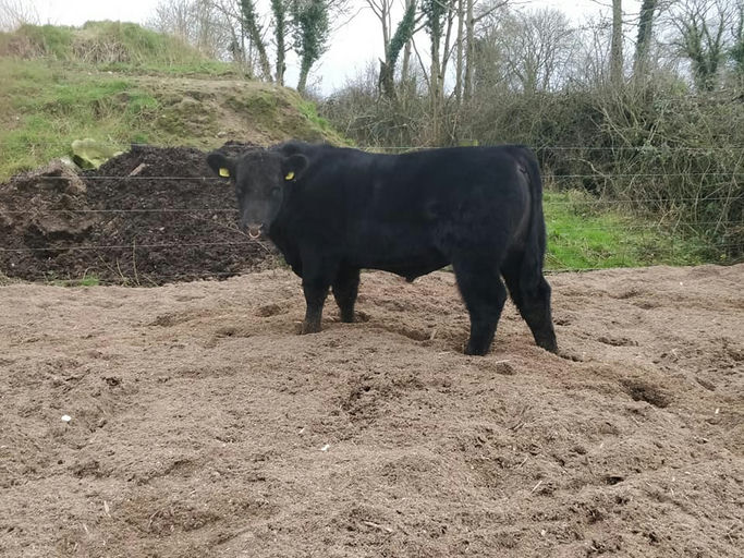 KILTEEVAN NICKY Picture 1