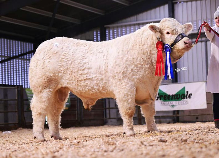 Reserve Senior Champion at the Irish Charolais Christmas Cracker 2023 sired by Clenagh Jasper - sold for €8,400