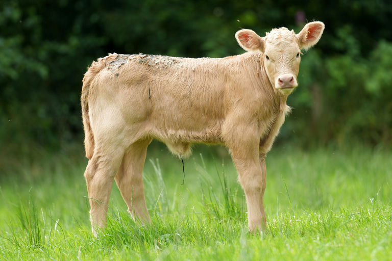 Kilvilcorris Tim sired heifer calf