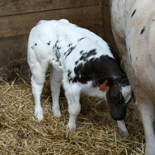 JUPITER DE MARTINPRE Picture 1