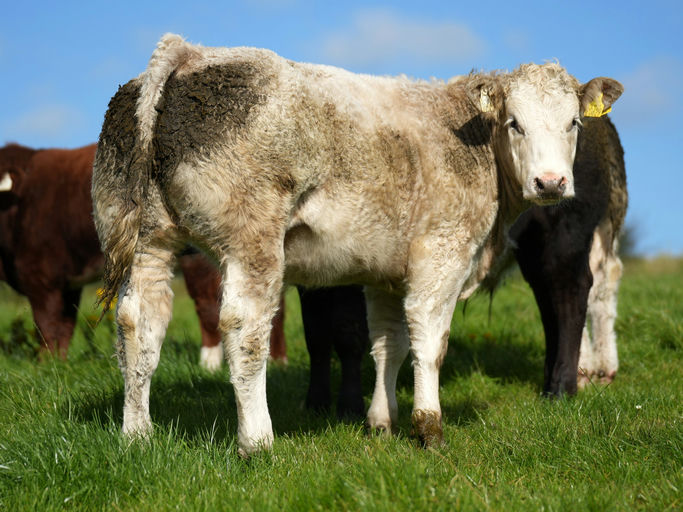 BALLYM ROCCO Picture 6