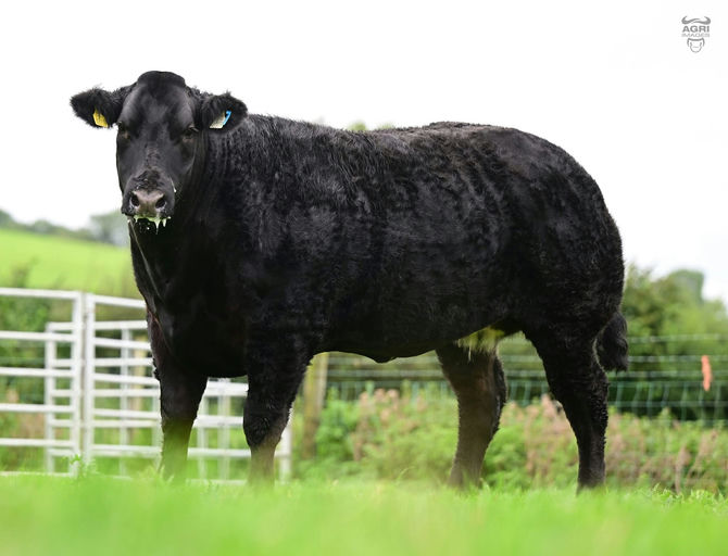 Maradona sired heifer sold for £12,000 at Jalex Select Oct 25