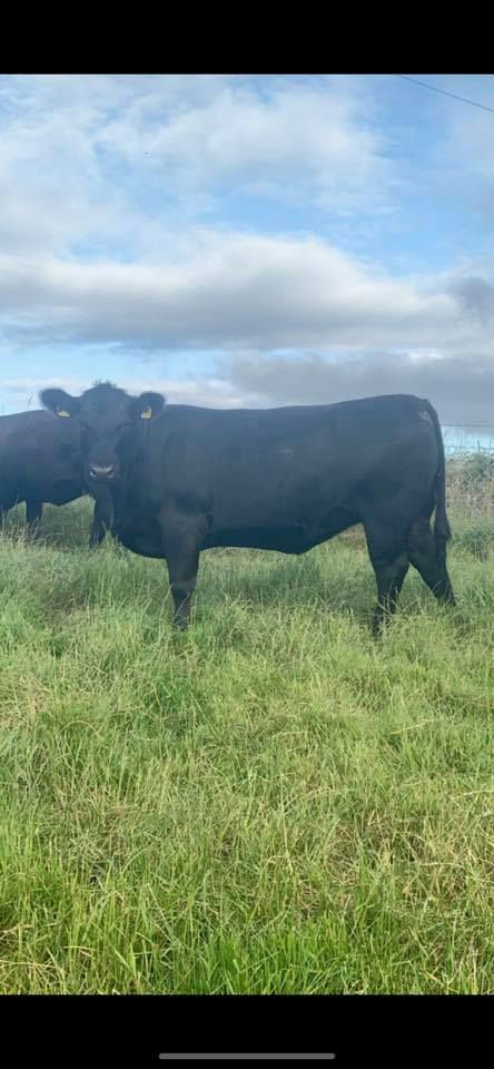 LISDUFF LEONARDO S387 Picture 2