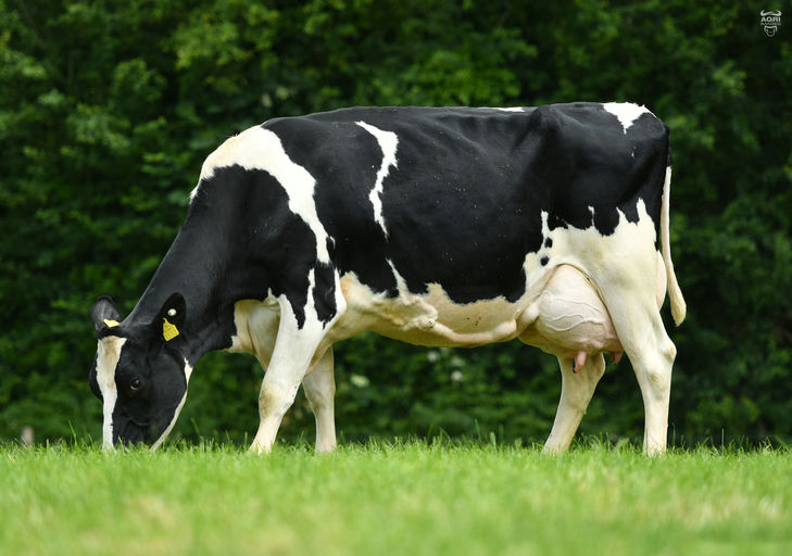 Clochrua XDO Lucy 1552 EX 90 - Dam