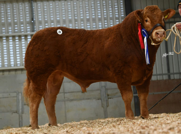 GLENFORD SAM Picture 1