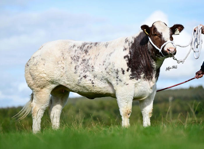 Half sister sold for £18,000