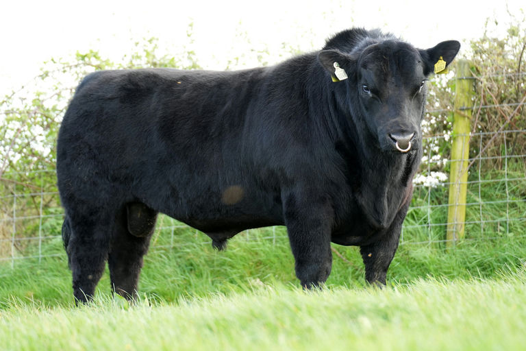 CARROWBOY VEGAS 2 Picture 1