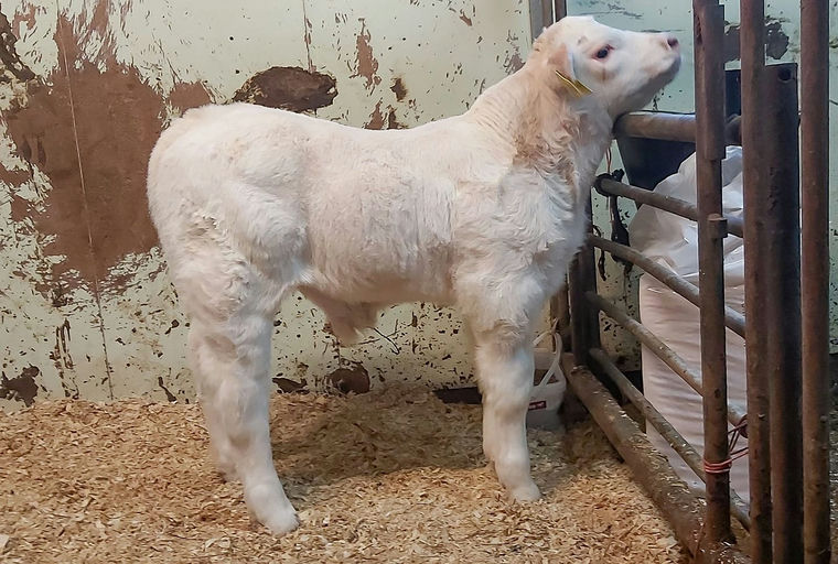 Lebonvo sired bull calf at 7 days old