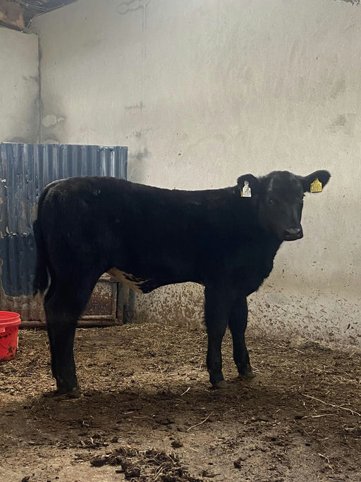 DRUMCROW TRIBESMAN Picture 8