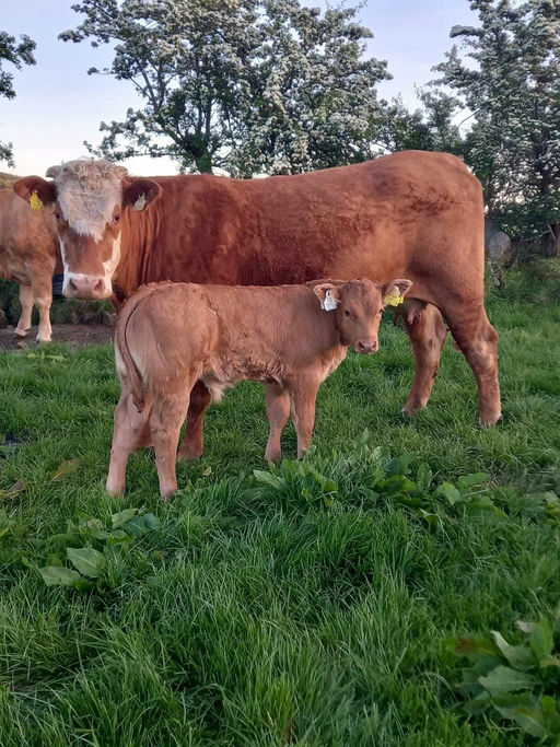 Birchpark Rufus sired bull calf