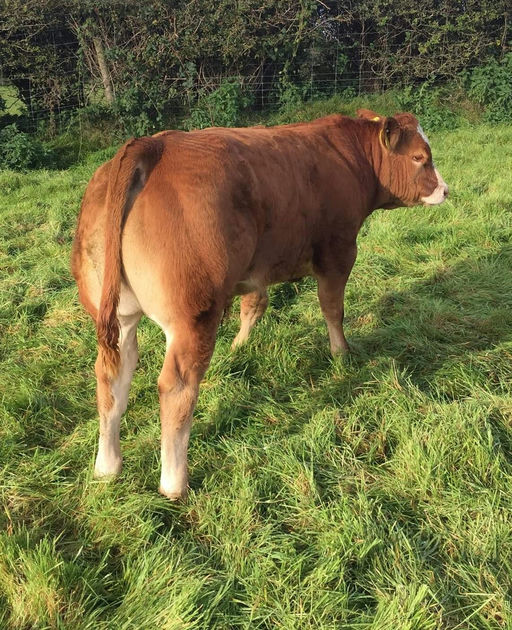 EWDENVALE IVOR Picture 13