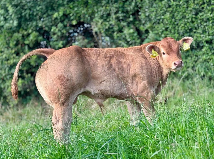 CLADDAGH MCCABE (ET) Picture 2