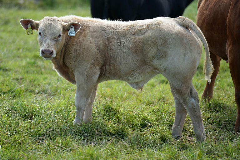 Pottlereagh Mark (CH4160) sired bull calf