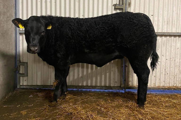 Sterling sired heifer weanling