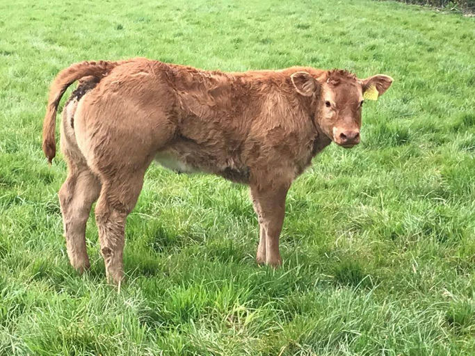 WILODGE JOSKINS Picture 9