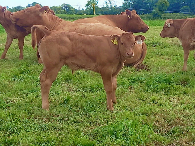 BROOKLANDS MARCO Picture 2