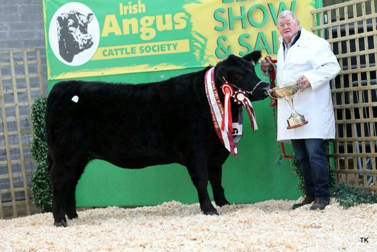 Drumcrow Tribesman daughter - Senior Female Champion at Irish Angus Elite Sale 2025