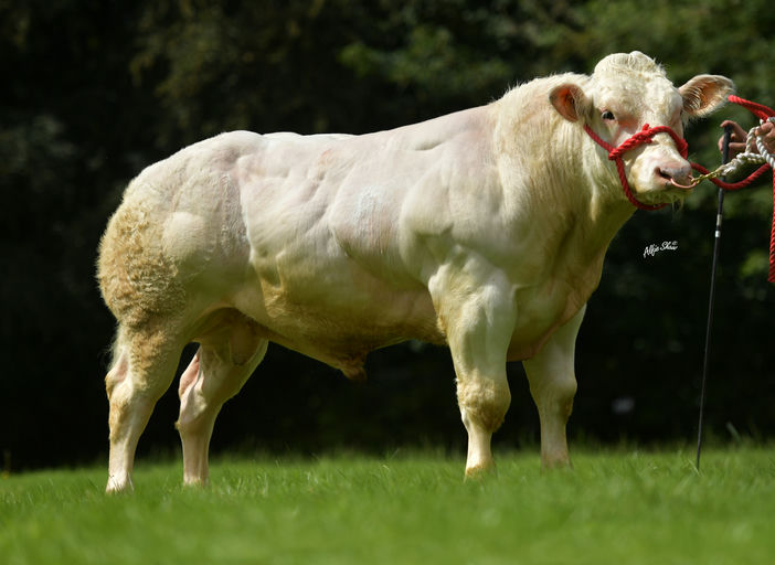 Minois De Berligant (BB5464)