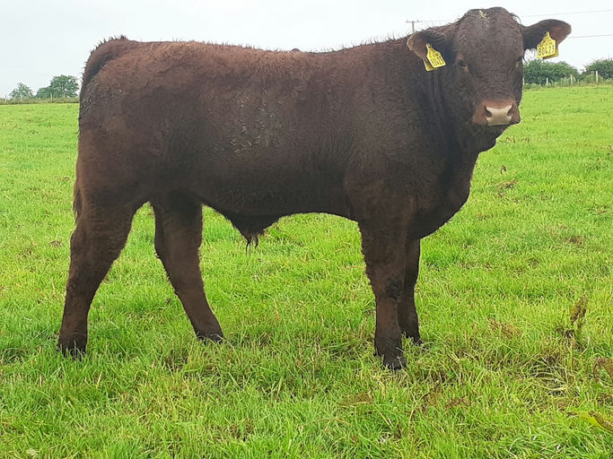 Montesqieu sired bull weanling