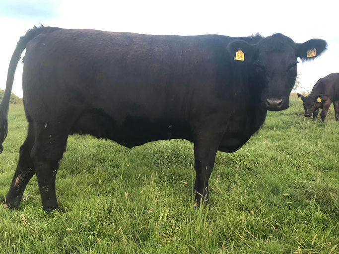 LISDUFF LEONARDO S387 Picture 3