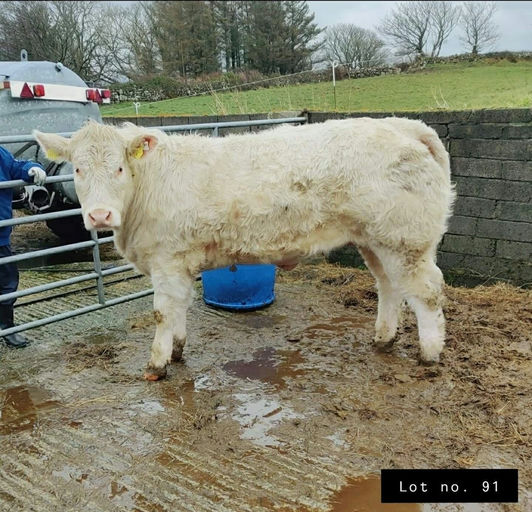 Loki sired pedigree heifer