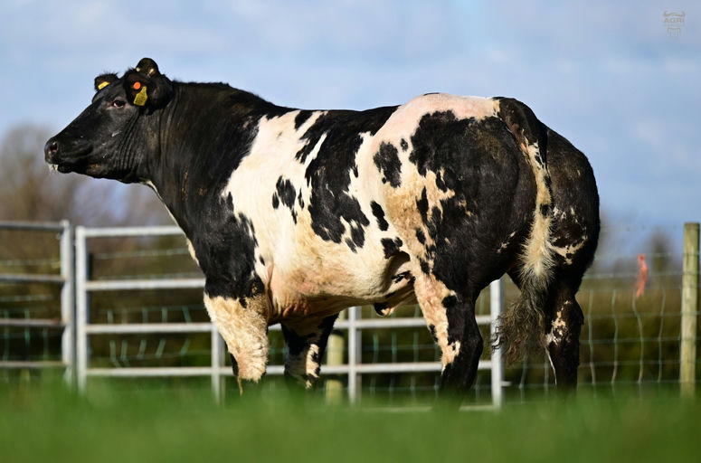 An De Beauffaux (BB4438) sired heifer - sold for £11,500 at Jalex Select April 2025