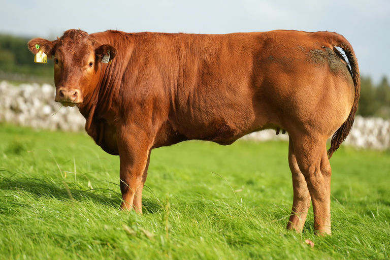 RED LIONS DE LA ROUGE CENSE Picture 3