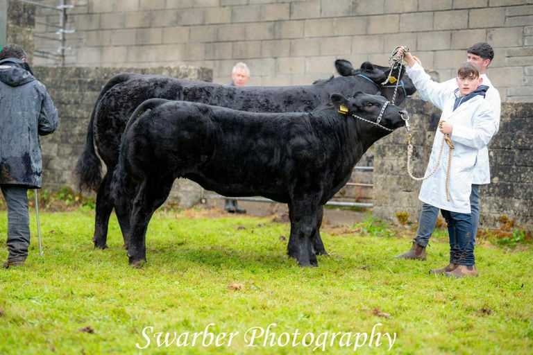 Champion cow & calf at Manorhamilton show 2023 - James Bond sired heifer calf