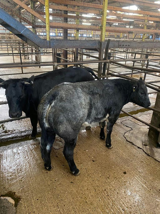 Mats Van Terbeck sired heifer weanling