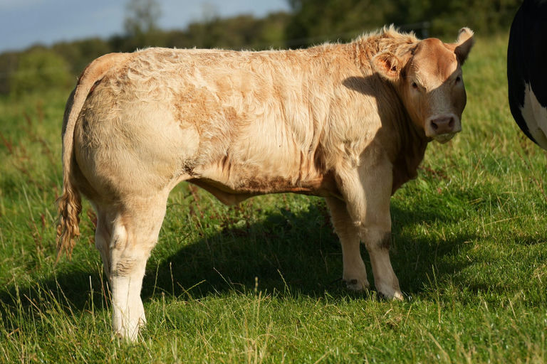 Cattanview Supreme (CH8541) sired heifer calf
