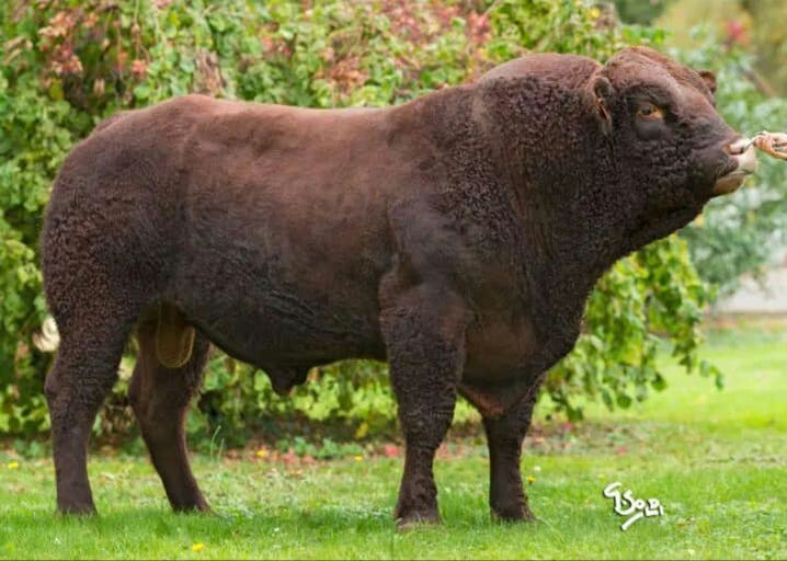 MONTESQIEU Picture 0