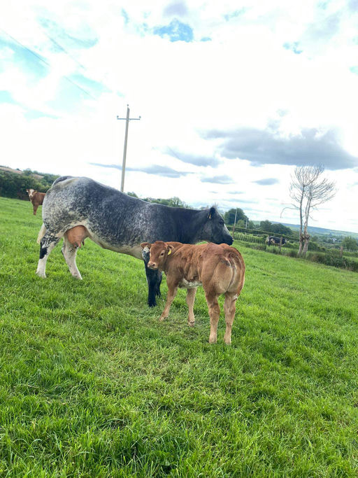 CLADDAGH MCCABE (ET) Picture 6