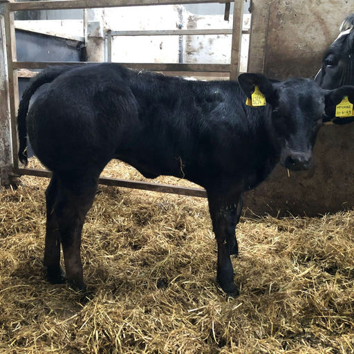 CLADDAGH MCCABE (ET) Picture 12