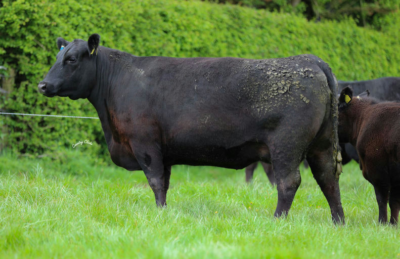 KEALKIL PRIME LAD Picture 8