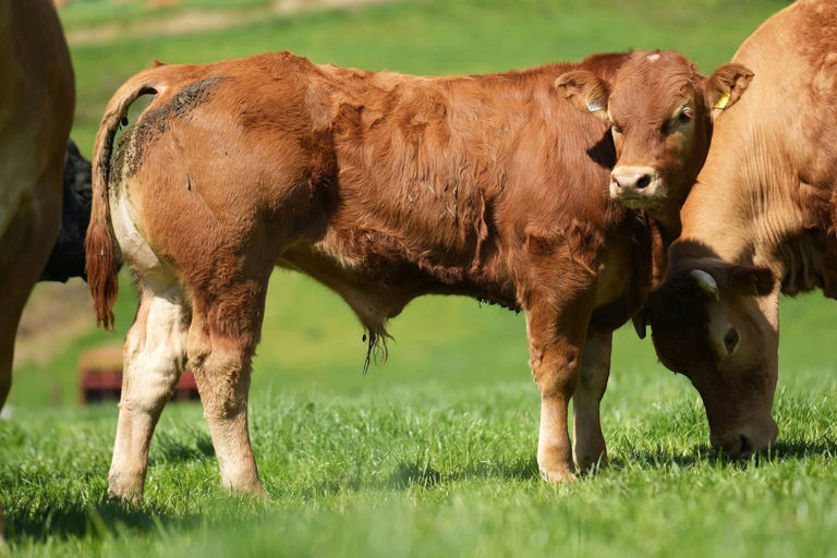 Drumline S 1185 sired bull weanling