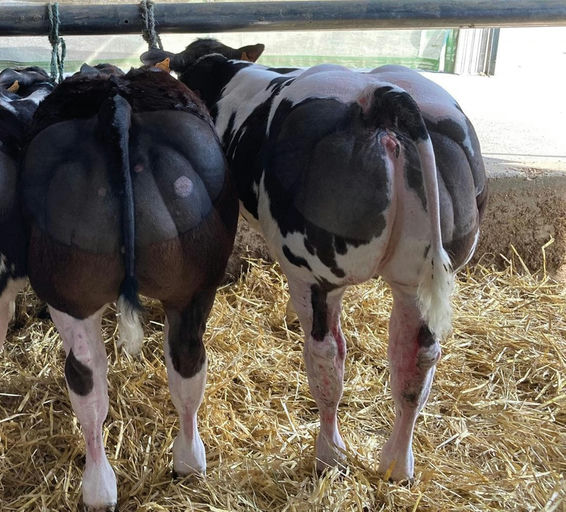 Notaire sired calves