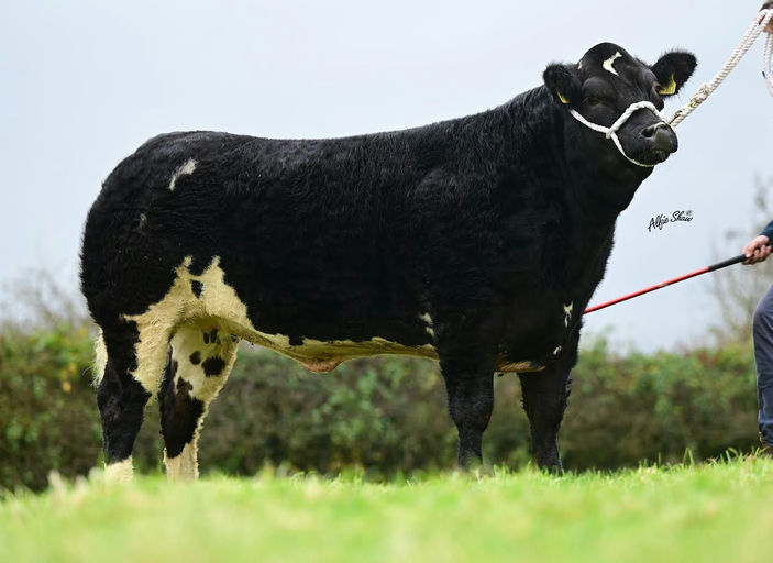 EWDENVALE IVOR Picture 1