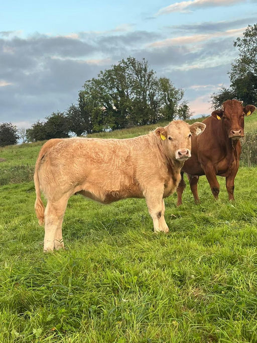 BALLYM ROCCO Picture 12