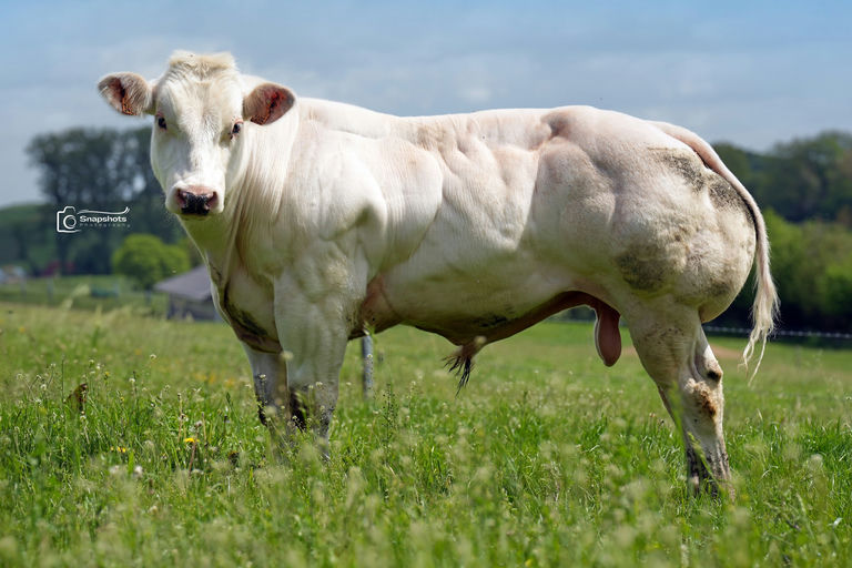 Special Du Grand Doyer (BB9792)