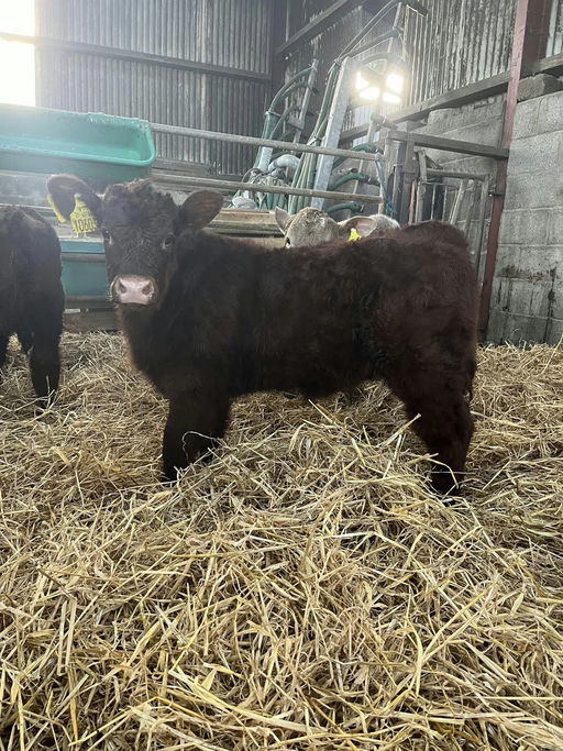 Montesiqeu sired calf