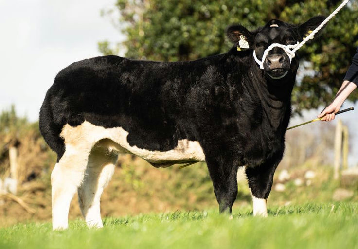 James Bond sired heifer calf - Reserve BBX Calf Champion, Tullamore Show.