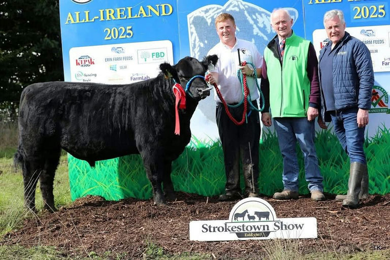 Tribesman sired bull calf - All-Ireland Bull Calf Champion at Strokestown Show 2025