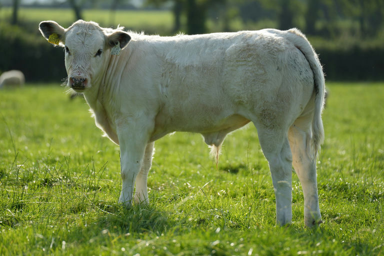 Hausse sired bull calf