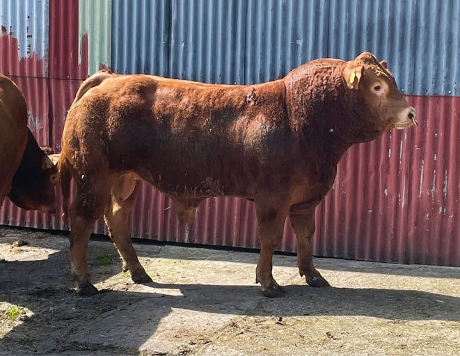 BROOKLANDS MARCO Picture 8