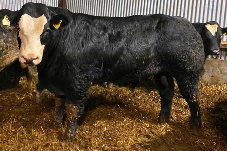 Rowan sired bull weanling
