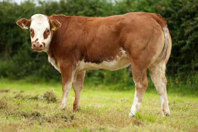 Brooklands Rowan sired heifer calf